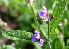 Шалфей лекарственный - Salvia officinalis